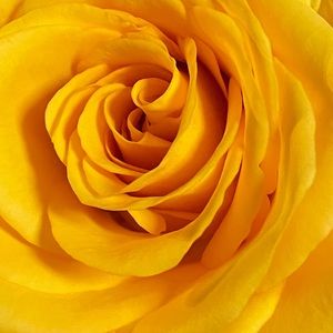 Meet your Posher, Addy